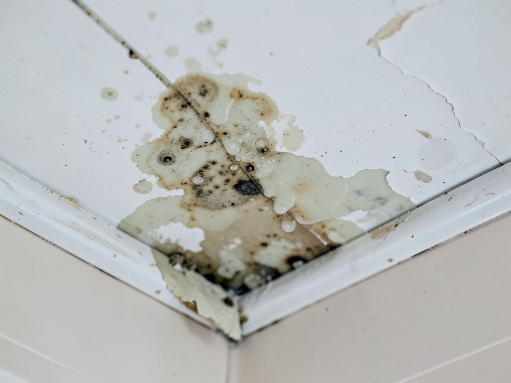 Protecting Your Detached Pool House in Anaqua Springs From Humidity and Mold